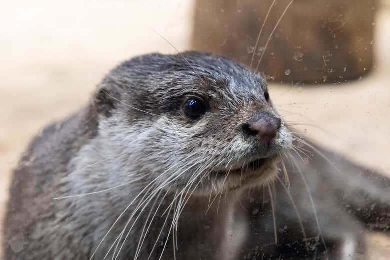 Lontra