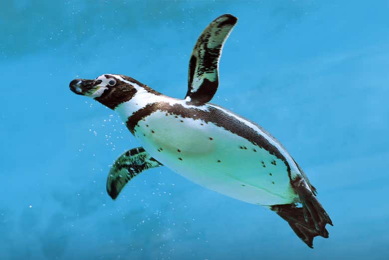 Pinguim